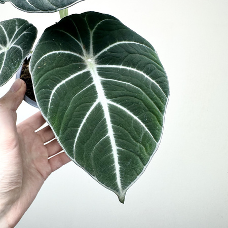 Alocasia reginula Black Velvet Alokazja P11
