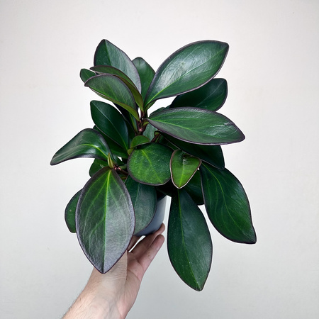 Peperomia clusiifolia Red Margin P11