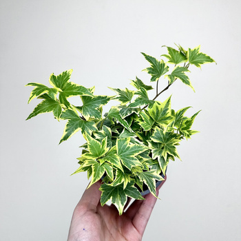 Hedera helix Yellow Ripple bluszcz P9