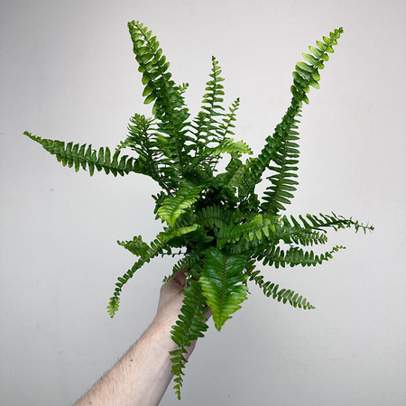 Paproć Cordata Nephrolepis exaltata P9