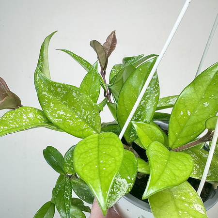 Hoya Hoja w doniczce wiszącej