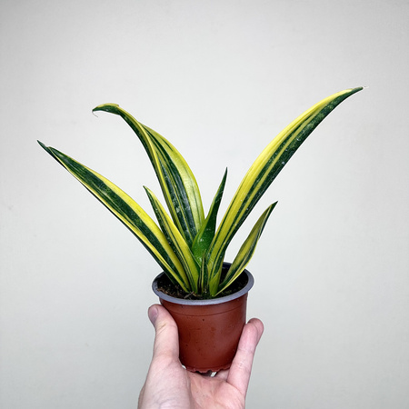 Sansevieria trifasciata Golden Flame Sansewieria P9