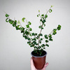 Ficus Benjamina Barok Figowiec Fikus P12