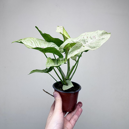 Syngonium Milk Confetti Zroślicha P9