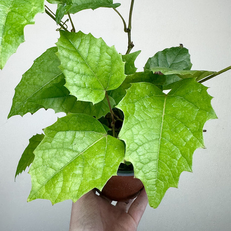 Cissus australijski Cissus antarctica P12