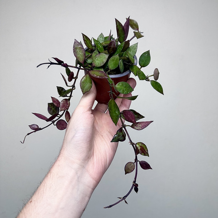 Hoya krohniana Black Leaves Hoja P9