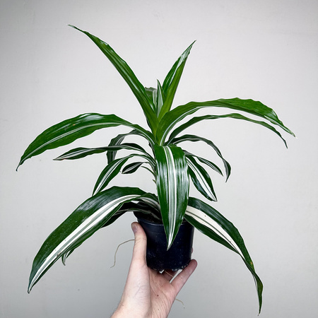 Dracaena fragrans Green White Dracena P11