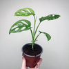 Monstera adansonii Mint P12
