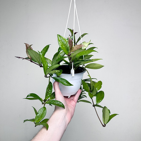 Hoya Hoja w doniczce wiszącej