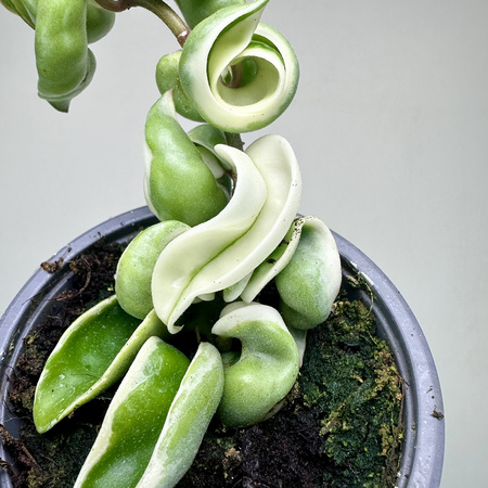Hoya carnosa compacta Albomarginata Hoja P9