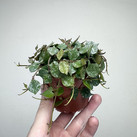 Hoya Curtisii Hoja P9
