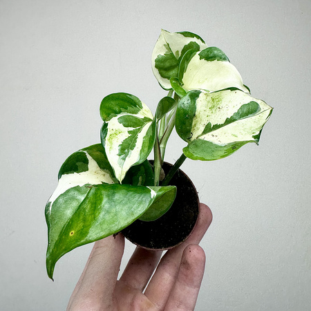 Epipremnum N'Joy P6