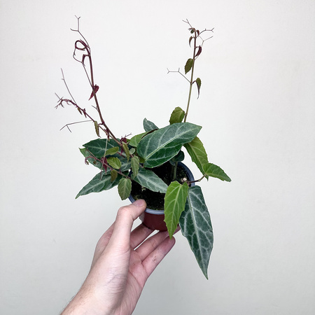 Parthenocissus Amazonica Jungle Vine Cissus P9