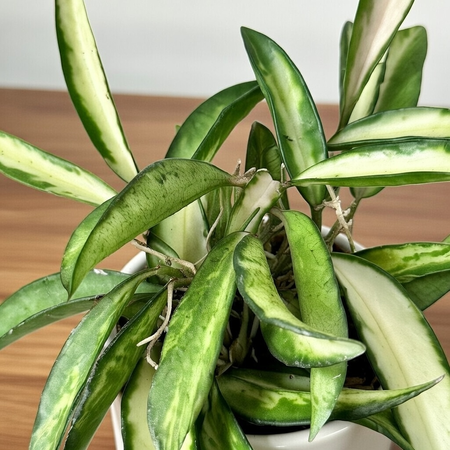 Hoya wayetii Tricolor Hoja P6