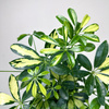 Schefflera Gerda Szeflera P13