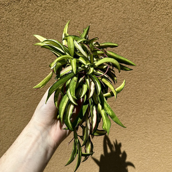Hoya wayetii Tricolor Hoja P9