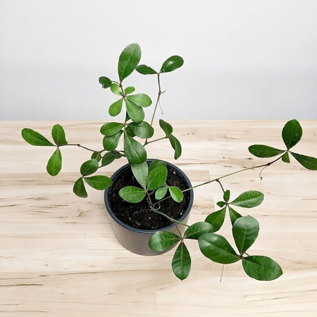 Cissus digitata Cissus palczasty