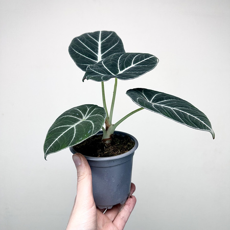 Alocasia reginula Black Velvet Alokazja P11
