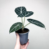 Alocasia reginula Black Velvet Alokazja P11