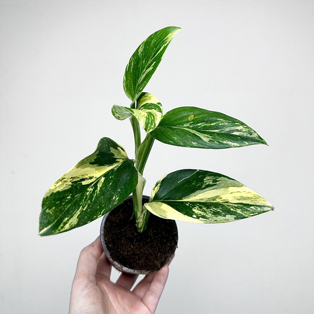 Monstera Standleyana Yellow Variegata P9