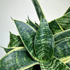 Sansewieria gwinejska Golden Hahnii Sansevieria trifasciata P12