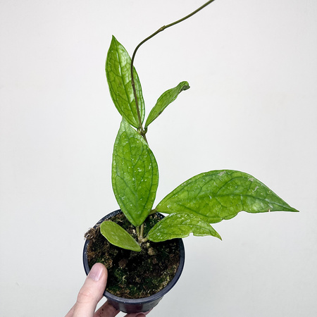 Hoya Germany Pa La U Hoja