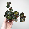 Peperomia Creme Brulee P9