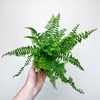 Paproć Fluffy Ruffles Nephrolepis exaltata P9
