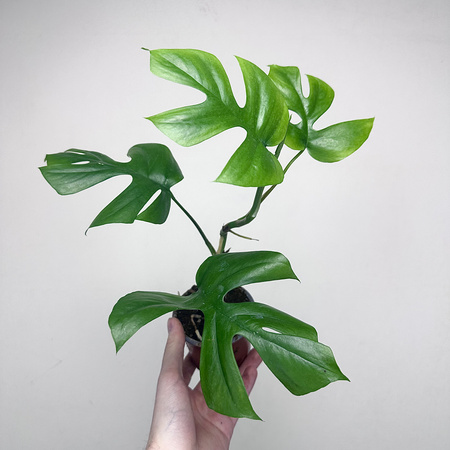Monstera Minima Rhaphidophora tetrasperma P9