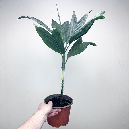 Chamaedorea Metallica Chamedora Palma XL