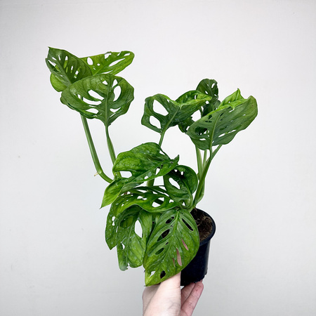 Monstera Adansonii Monkey Mask P11