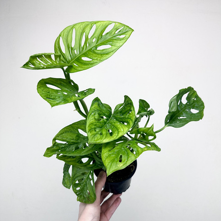Monstera Adansonii Monkey Mask P11