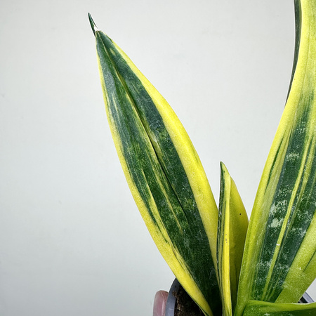 Sansevieria trifasciata Golden Flame Sansewieria P9