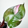 Philodendron Pink Princess Filodendron P9