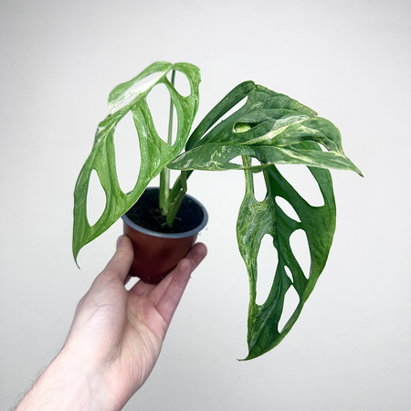 Monstera Indonesian Marble Variegata P9