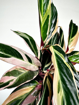 Stromanthe sanguinea Triostar P11