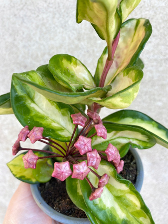 Hoya carnosa Tricolor Hoja P9