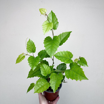 Cissus australijski Cissus antarctica P12