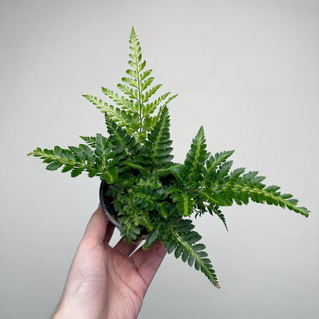 Rumohra adiantiformis Variegata Paproć P9