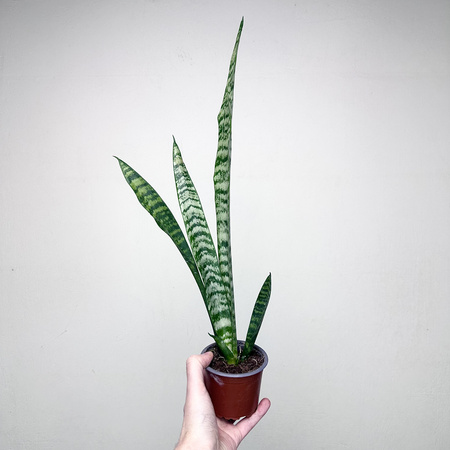 Sansewieria gwinejska Black Coral Sansevieria trifasciata P9