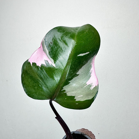 Philodendron Pink Princess Filodendron P9