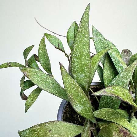 Hoya Parviflora Splash Hoja P9