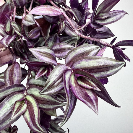 Trzykrotka Pasiasta Tradescantia Zebrina P12