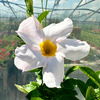 Mandevilla Sundaville Dipladenia White