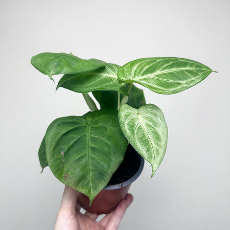 Syngonium Ice Frost Zroślicha P12