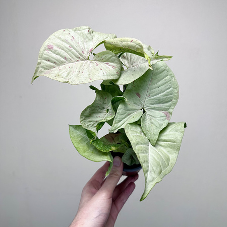 Syngonium Milk Confetti Zroślicha P9