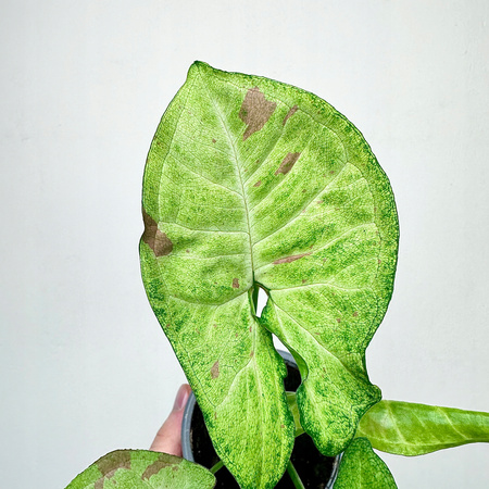 Syngonium Confetti Zroślicha P9