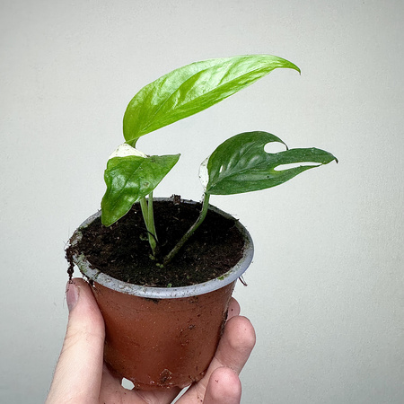 Epipremnum pinnatum Marble Variegata P9