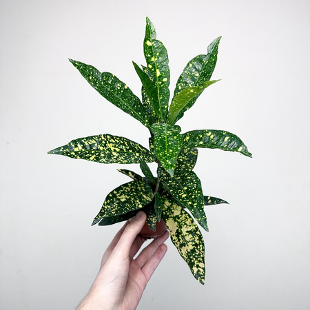 Kroton Gold Sun Codiaeum P9