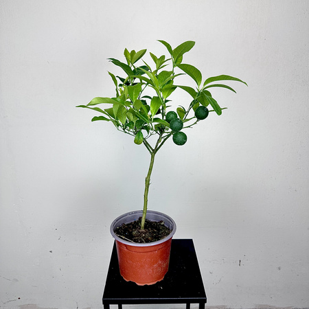 Mandarynka drzewko cytrusowe z owocami P17